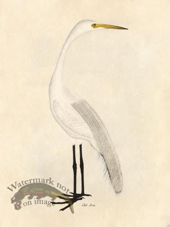 White Heron - Tribute Bd 07